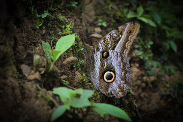 mariposa