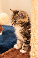 Cats and kittens in animal shelter in Belgium