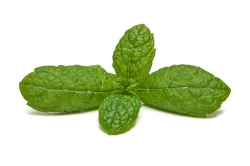 Liście mięty na białym tle © piotrszczepanek