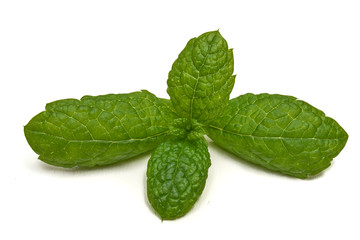 Liście mięty na białym tle © piotrszczepanek