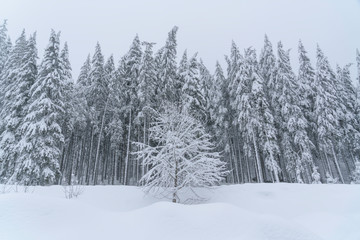 Obraz na płótnie Canvas Fairytale forest landscape in winter season