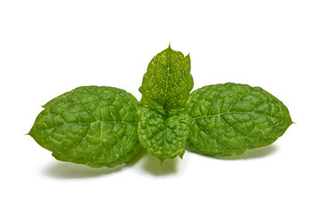 Liście mięty na białym tle © piotrszczepanek