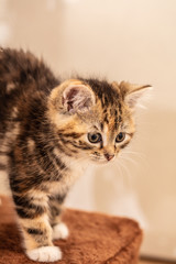 Naklejka na ściany i meble Cats and kittens in animal shelter in Belgium