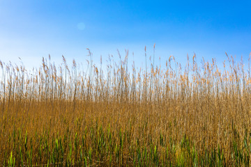 Golden yellow marshes and reeds in front of clear clean blue sky in summer or autumn season. This is from Sultan Sazligi Kayseri Turkey. Pastoral beautiful landscape background.