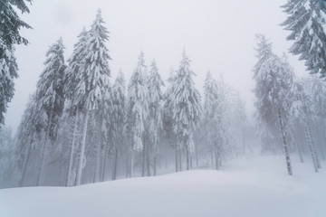 Fairytale forest landscape in winter season