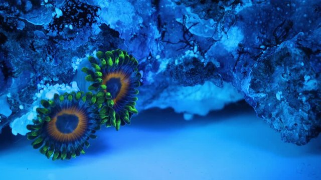 Zoanthid Coral Polyp Macro Timelapse HD