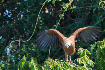 Eagle about to take off in Pantanal, Brasil