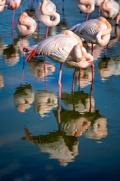 Parc ornithologique pont de Gau - flamants roses