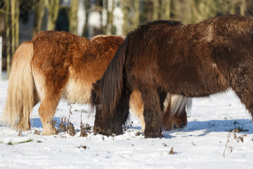 2 Ponies im Schnee