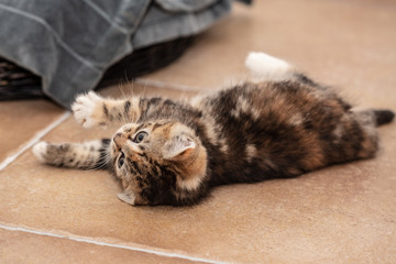 Cats and kittens in animal shelter in Belgium