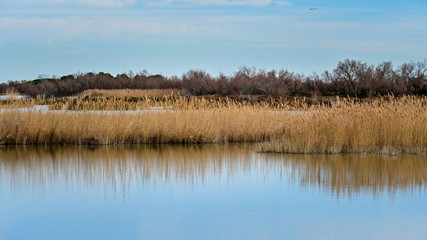 Parc ornithologique pont de Gau - paysage de Camargue