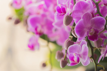 retty Blooming Purple Orchid flower - Image.