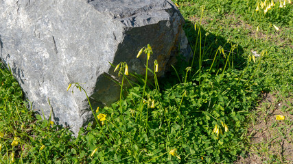 Yellow Flowers and Rock