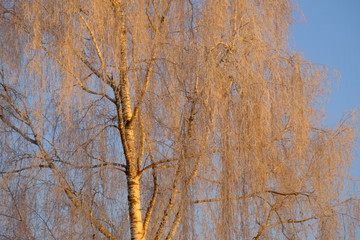 Goldene birke im Morgenlicht