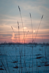 winter sunset in field