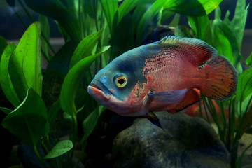 astronotus ocellatus or oscar fish
