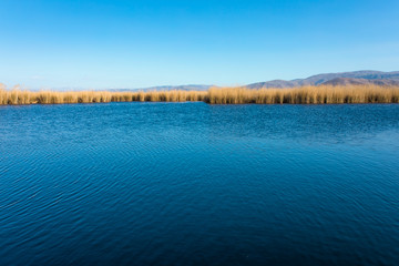 Golden yellow marshes and reeds wetland in front of clear clean blue sky in summer or autumn season. This is from Sultan Sazligi Kayseri Turkey. Pastoral beautiful landscape background.