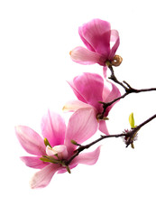 Obraz premium Three Closeup Focus Staked Tulip Tree Blossoms Isolated on White