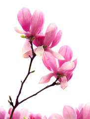 Focus Stacked Closeup Image of Isolated Pink Tulip Tree Blossoms