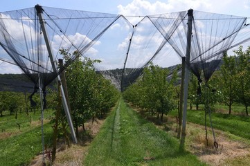 marillenplantage