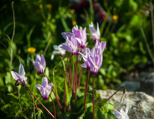 Young lilac cyclamens in spring
