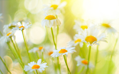Chamomile field flowers border. Beautiful nature scene with blooming chamomiles in sun flares. Summer background