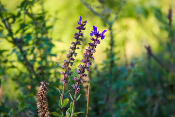 Wild purple sage in bloom