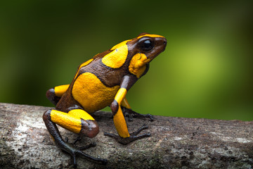 harlequin poison dart frog, Oophaga histrionica. A small poisonous rain forest animal living in the...