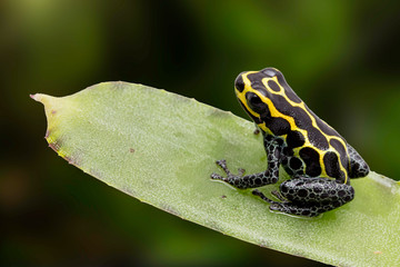 Amazon poison dart frog, Ranitomeya imitator, Baja Huallaga, Peru. Macro of a yellow striped animal from the Amazonian rain forest.
