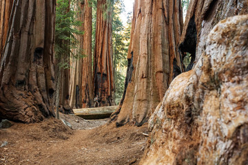 Hiker in Sequoia national park in California, USA
