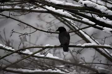 Crow on branch