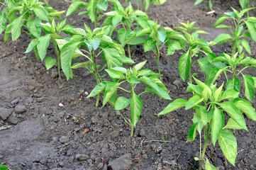 close-up of growing organic peppers plantation in the vegetable garden
