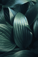 Natural dark green toned background from leaves.