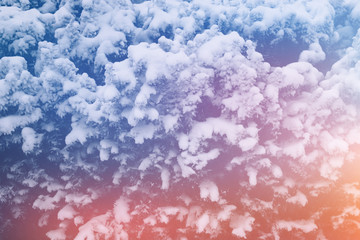 Branch spruce covered snow. Background with colorful shine