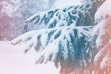 Branch spruce covered snow. Background with colorful shine