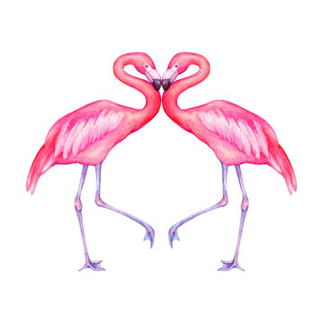 Couple tropical pink flamingo bird (flame-colored) in love. Hand drawn watercolor painting illustration isolated on white background.