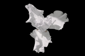 White blooming iris flower. Isolated on black background. Top view