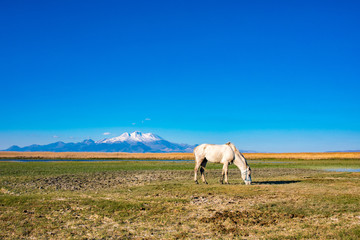 Fototapeta premium White wild free horse running and grazing in the field to the mountain. Erciyes Mountain in Kayseri Turkey. Sultan Sazligi national park in Develi Kayseri Turkey. Beautiful pastoral landscape.
