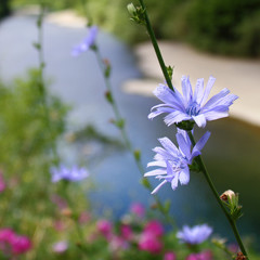 wildflowers on background of river