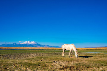 Naklejka premium White wild free horse running and grazing in the field to the mountain. Erciyes Mountain in Kayseri Turkey. Sultan Sazligi national park in Develi Kayseri Turkey. Beautiful pastoral landscape.