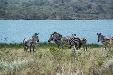 Fototapeta na wymiar African zebras grazing in grasslands near lake outside Arusha, Tanzania, Africa