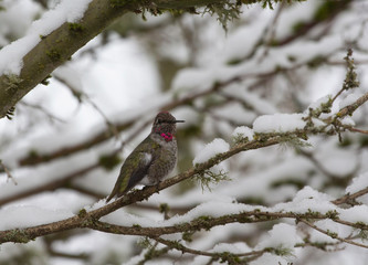 Hummingbird on a snowy branch keeping watch over its food source