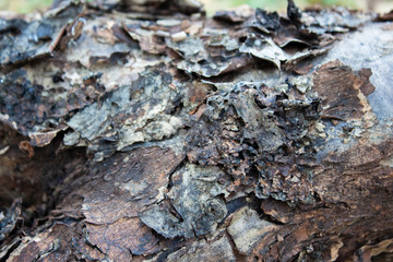 Tree bark. Old tree. Wooden. Texture
