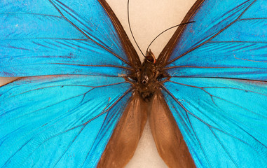 Menelaus blue morpho - Morpho menelaus - macro butterfly 1