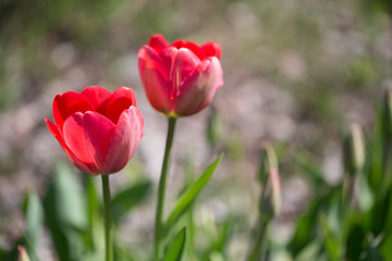 Obraz premium Two red tulips in the park in spring in sunny day