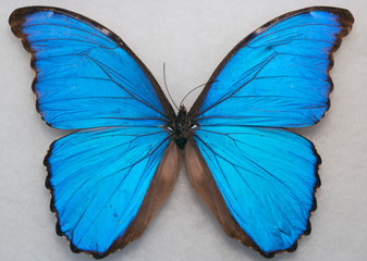 Menelaus blue morpho - Morpho menelaus - macro butterfly 2