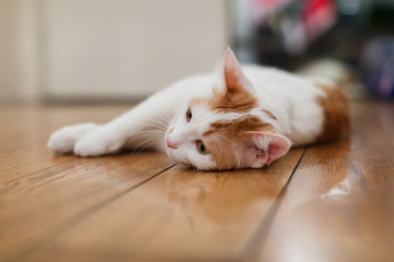 Housepet Tabby Cat Cute Lying on Wooden Floor Bored Closeup Animal Pretty Fur Alone