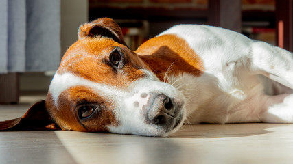 Young jack russell terrier dog sleeping on a floor