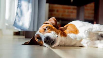 Rolgordijnen Young jack russell terrier dog sleeping on a floor © Masson
