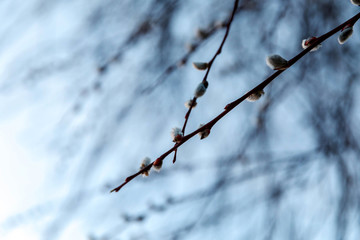 Spring buds on the willow tree